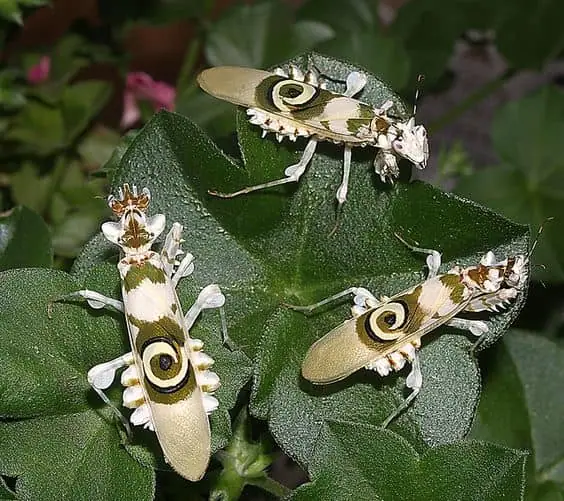 Camouflage Masters Spiny Flower Mantis - An Invisible Predator