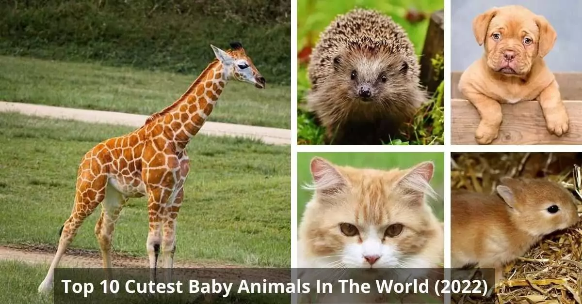 worlds cutest animals 2022