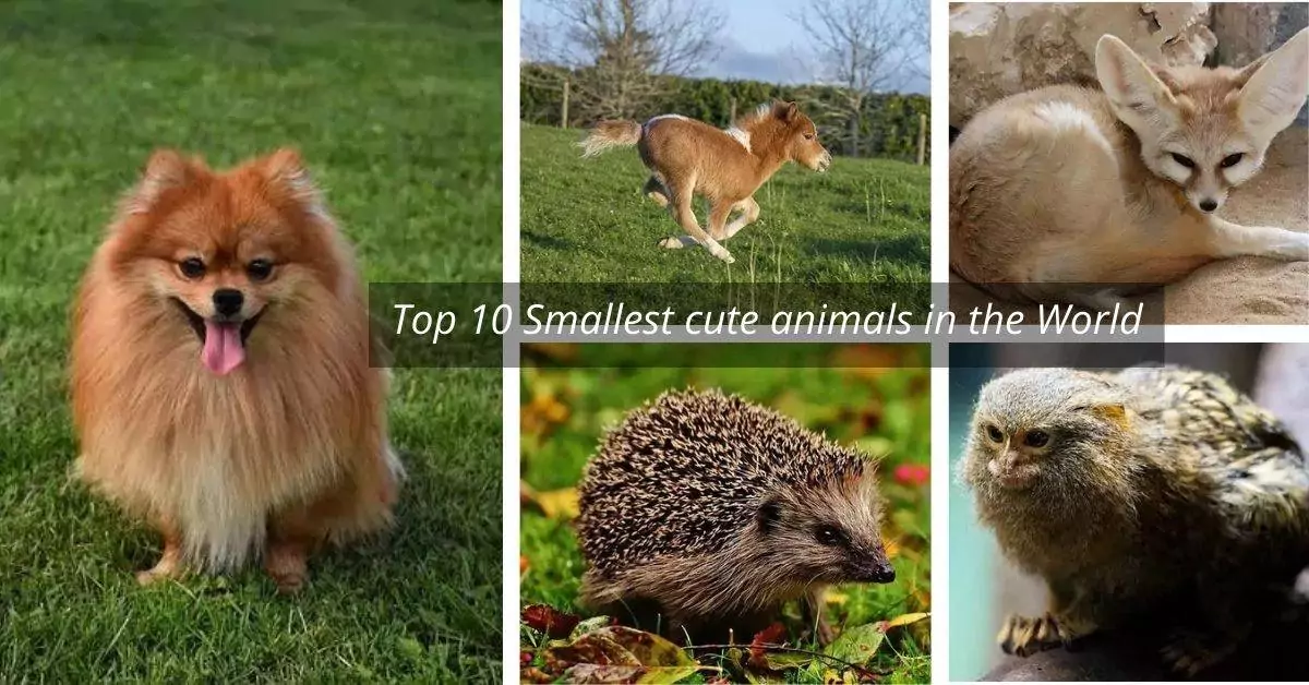 Top 10 Smallest Cute Animals In The World (2024)