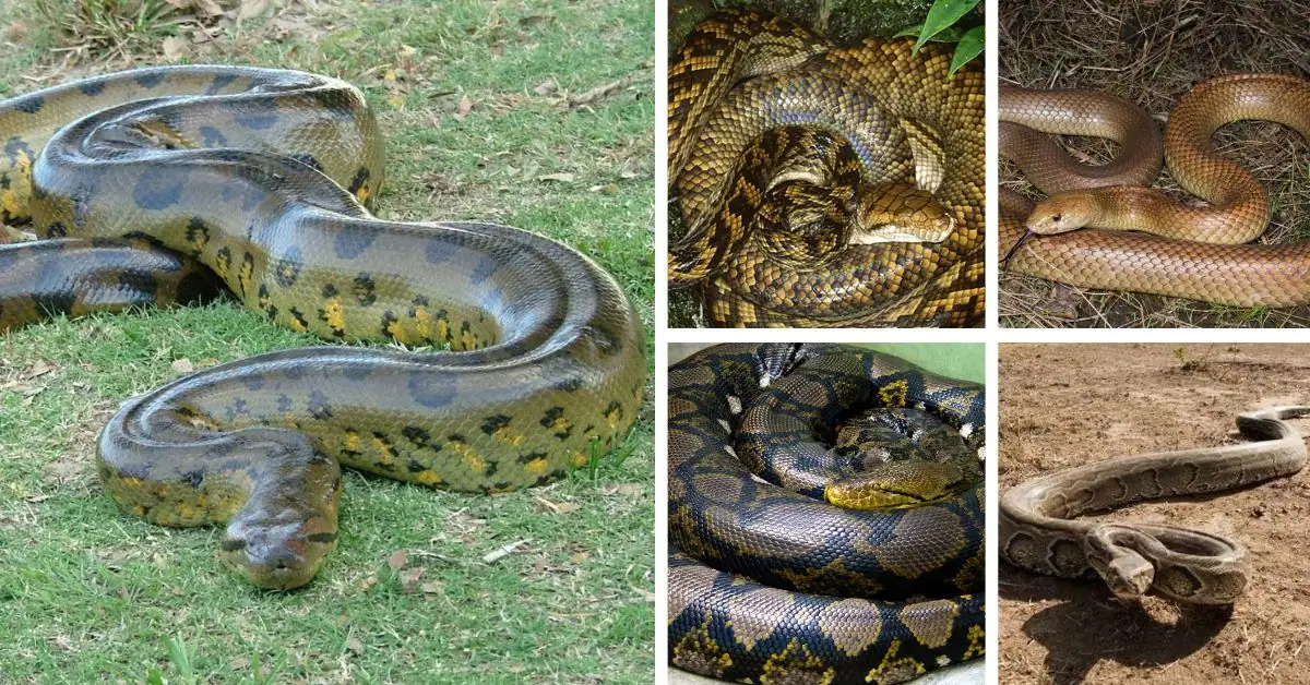 Meet The 10 Biggest Snakes In The World