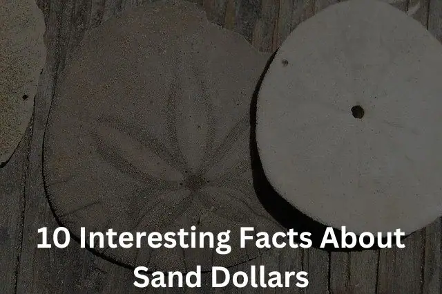 Fun Facts About Sand Dollars – Go To Shell