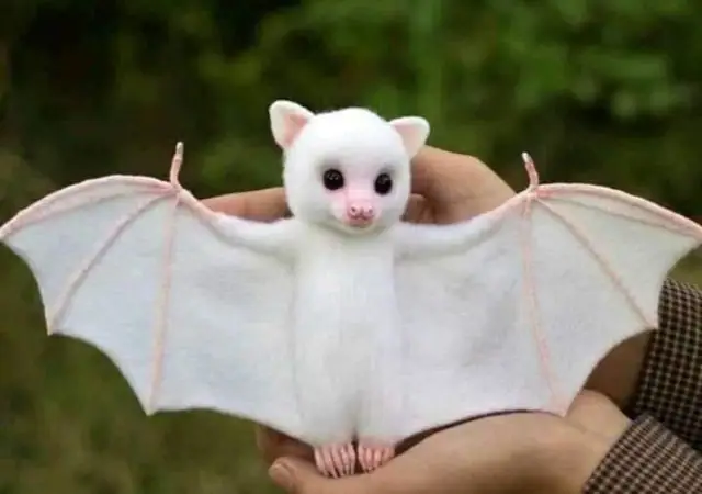 White Bat.webp