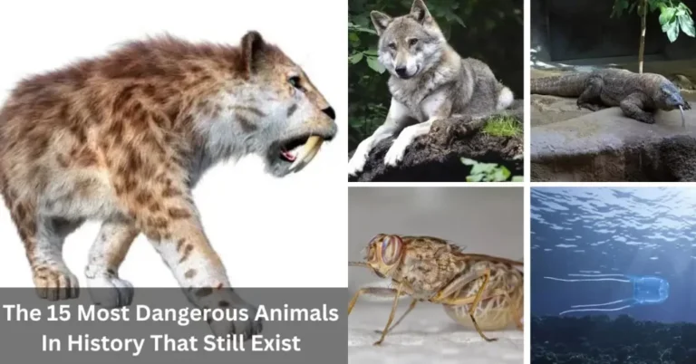 15 Most Dangerous Animals In History That Still Exist